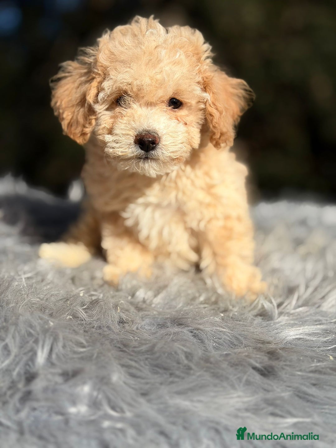 Caniche Toy perros en venta: Caniche Apricot Disponible - Anuncio 4