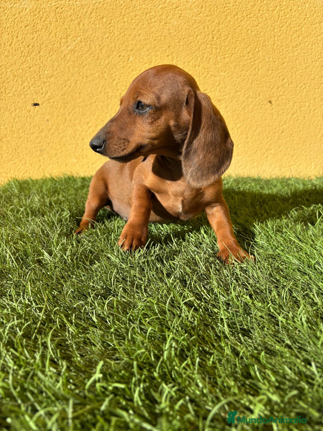 Teckel Miniatura perros en venta: Macho Teckel Miniatura merle chocolate diluido - Imagen 12