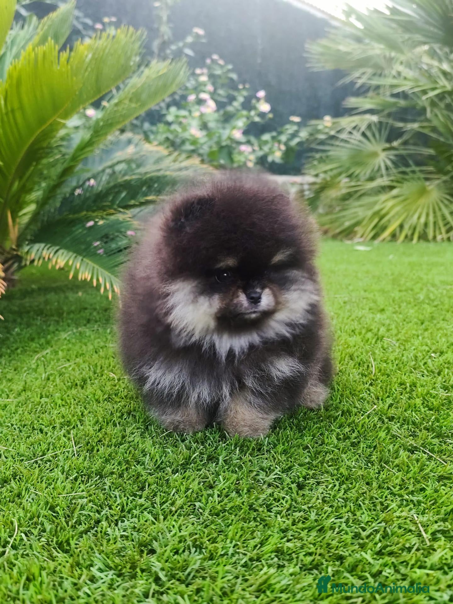 Pomerania perros Lulú de pomerania toy - Anuncio 1
