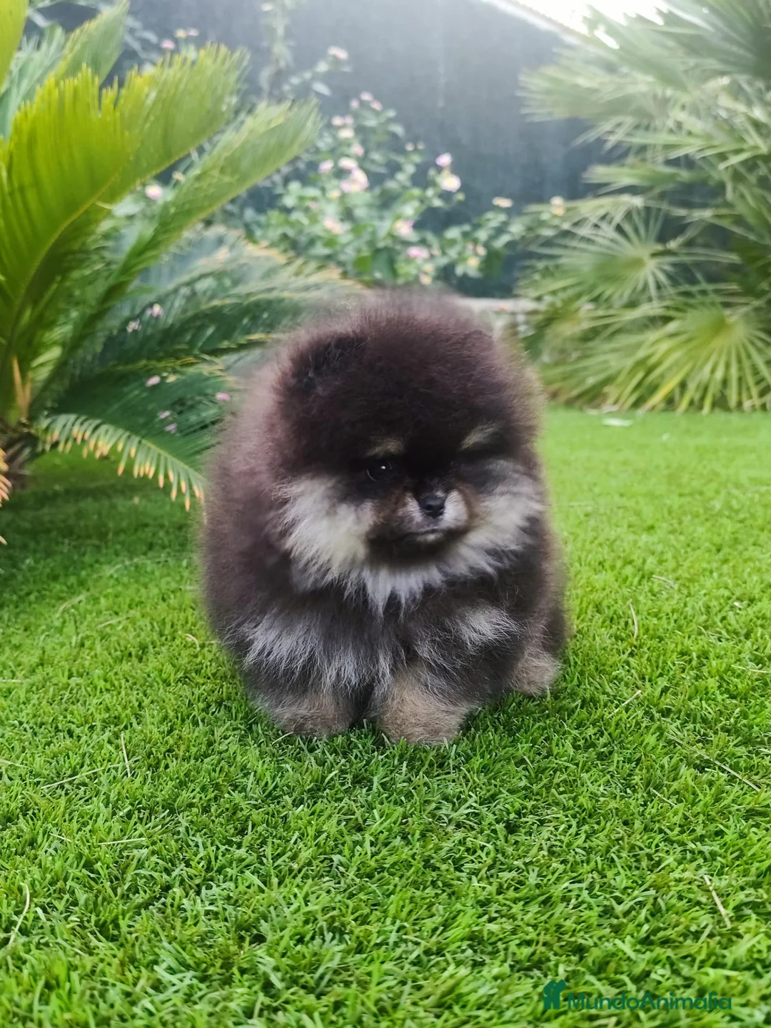 Pomerania perros en venta: Lulú de pomerania toy - Anuncio 1