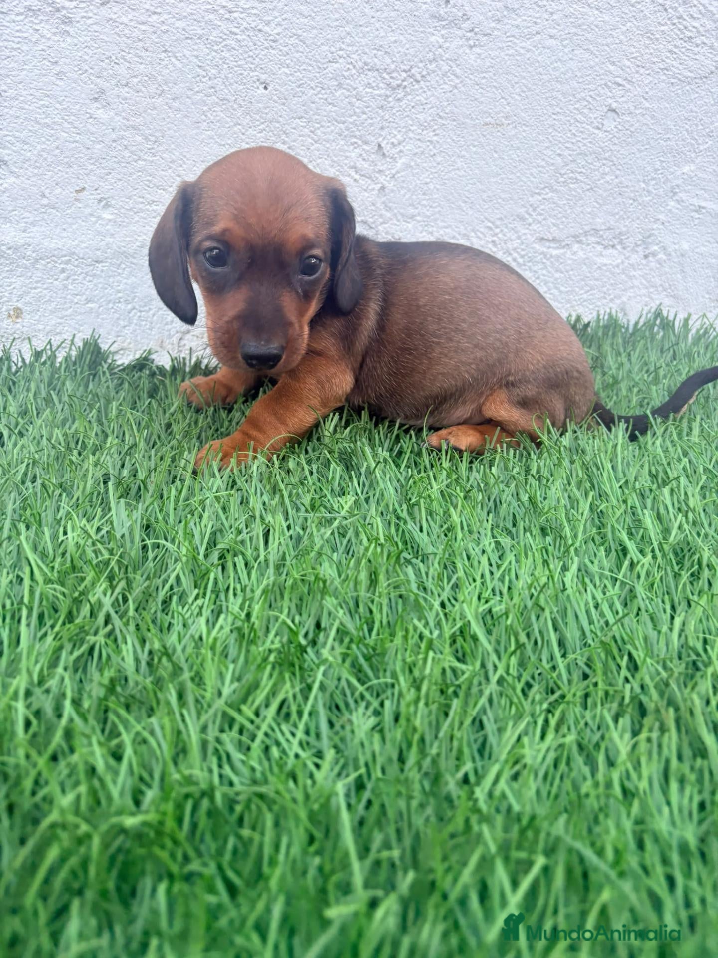 Teckel Miniatura perros Teckel Miniatura - Anuncio 13