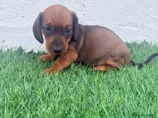 Teckel Miniatura perros Teckel Miniatura - Anuncio 13