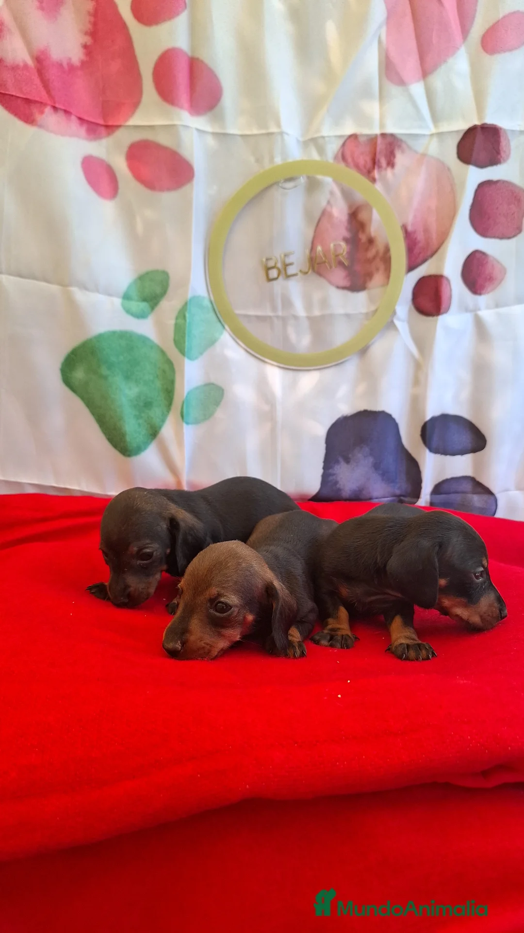 Teckel perros en venta: Teckel  - Anuncio 11