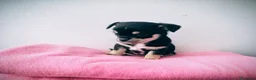 Chihuahua perros en venta: Chihuahuas - Anuncio 6