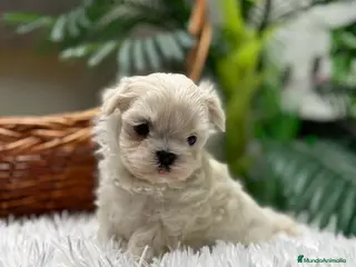 Bichón Maltés perros BICHON MALTES COREANO - Anuncio 1