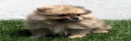 Pomerania perros en venta: Pomerania - Anuncio 12