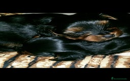 Yorkshire Terrier perros en venta: Yorkshire terrier - Imagen 19
