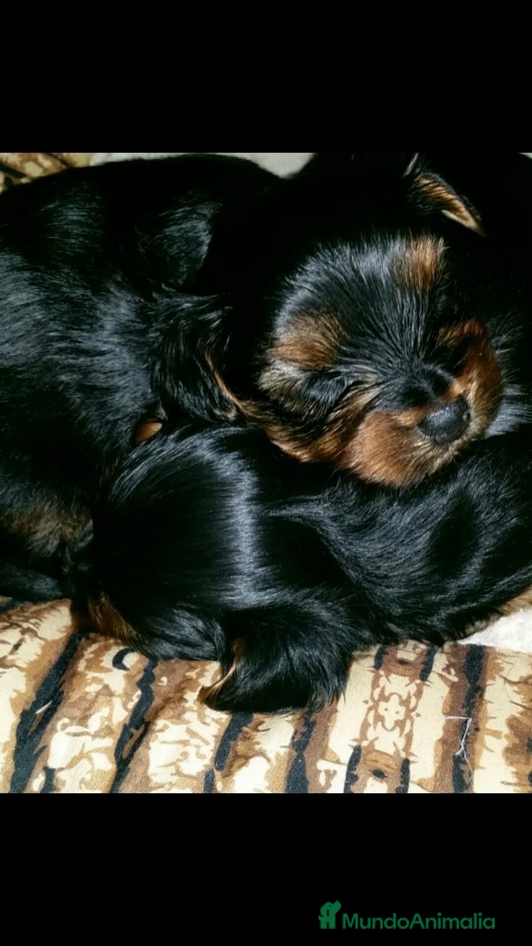 Yorkshire Terrier perros en venta: Yorkshire terrier - Imagen 19