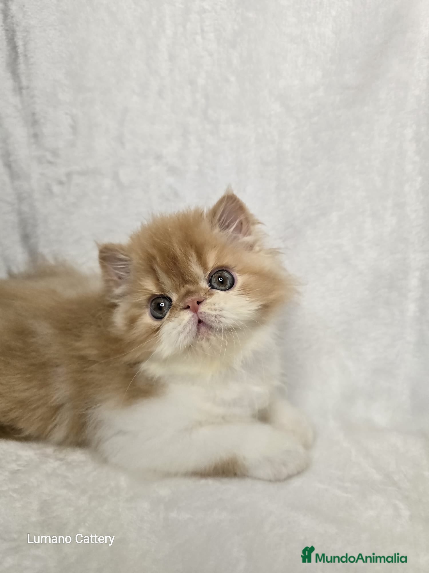 Persa gatos Gatito Persa Red Bicolour - Anuncio 5