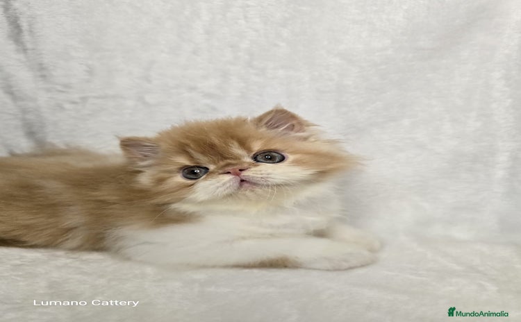 Persa gatos Gatito Persa Red Bicolour - Anuncio 1