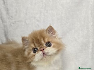 Persa gatos Gatito Persa Red Bicolour - Anuncio 1