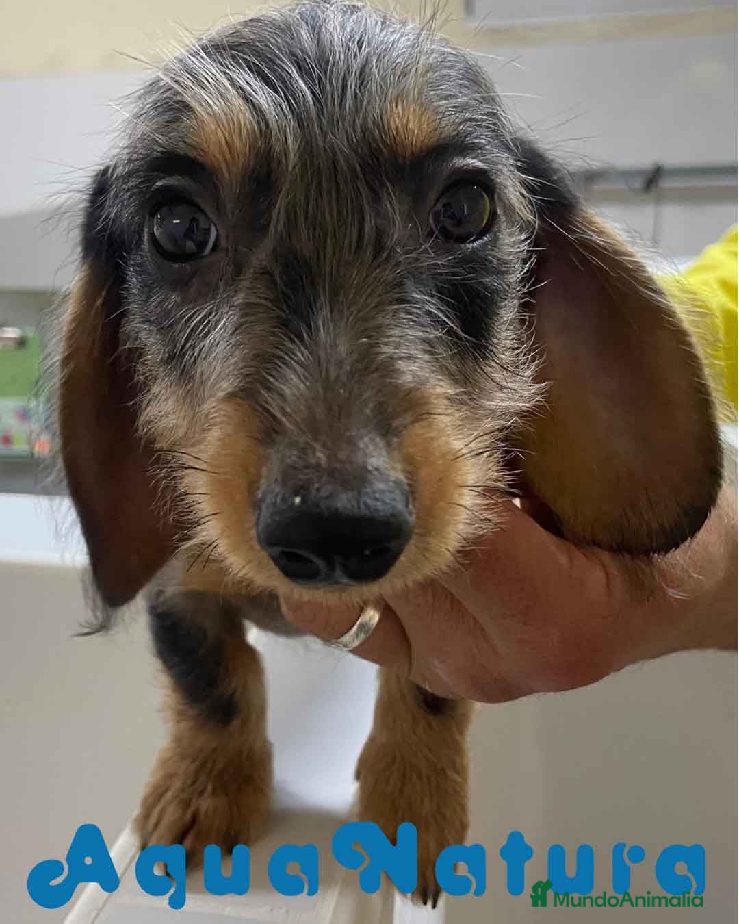 Teckel perros Teckel Macho Pelo Largo 2017 AQUANATURA - Anuncio 1