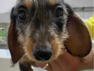 Teckel perros Teckel Macho Pelo Largo 2017 AQUANATURA - Anuncio 1