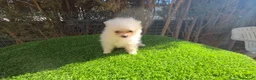 Pomerania perros en venta: Pomerania miniatira - Anuncio 1