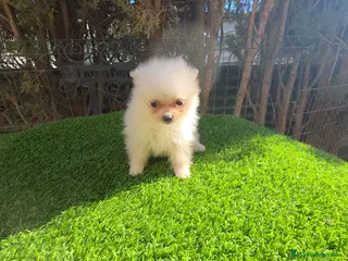 Pomerania perros Pomerania miniatira - Anuncio 1