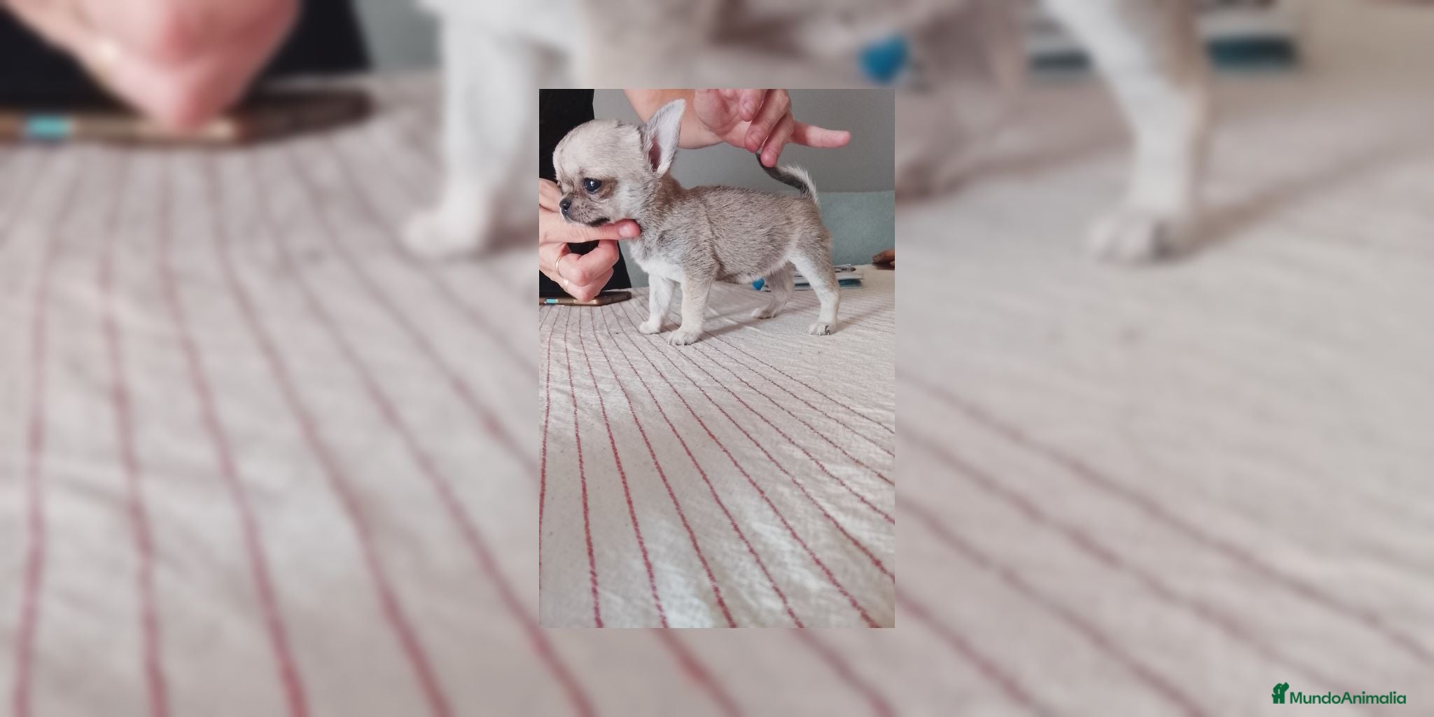 Chihuahua perros Chihuahua hembra  - Anuncio 1