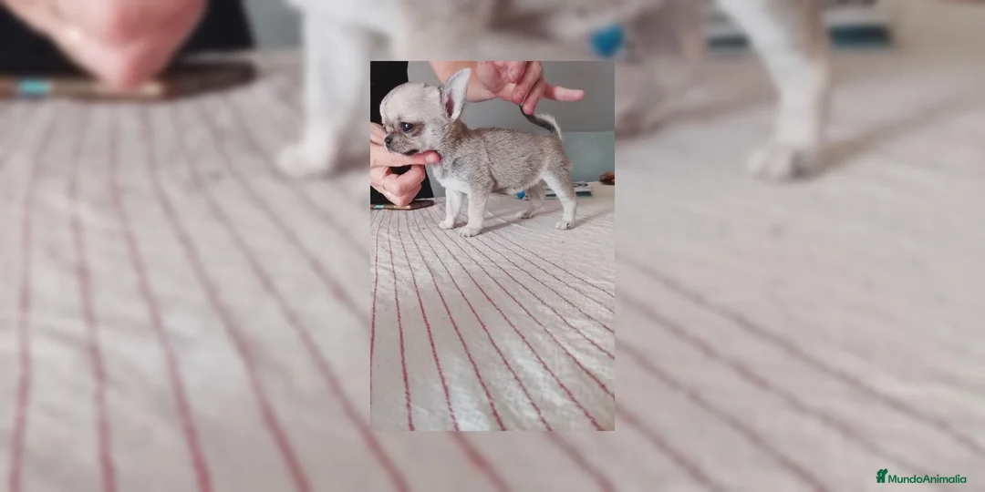 Chihuahua perros en venta: Chihuahua hembra  - Anuncio 1