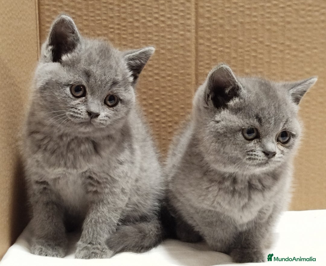 Británico de Pelo Corto Azul gatos en venta: British Shorthair Preciosas - Anuncio 4