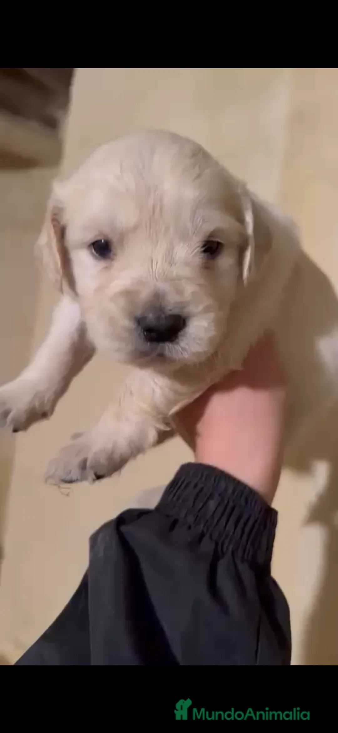 Golden Retriever perros en venta: Golden retriever hembra - Anuncio 1