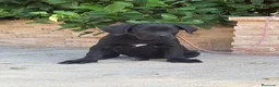 Cane Corso perros en venta: Cachorras de cane corso  - Anuncio 14