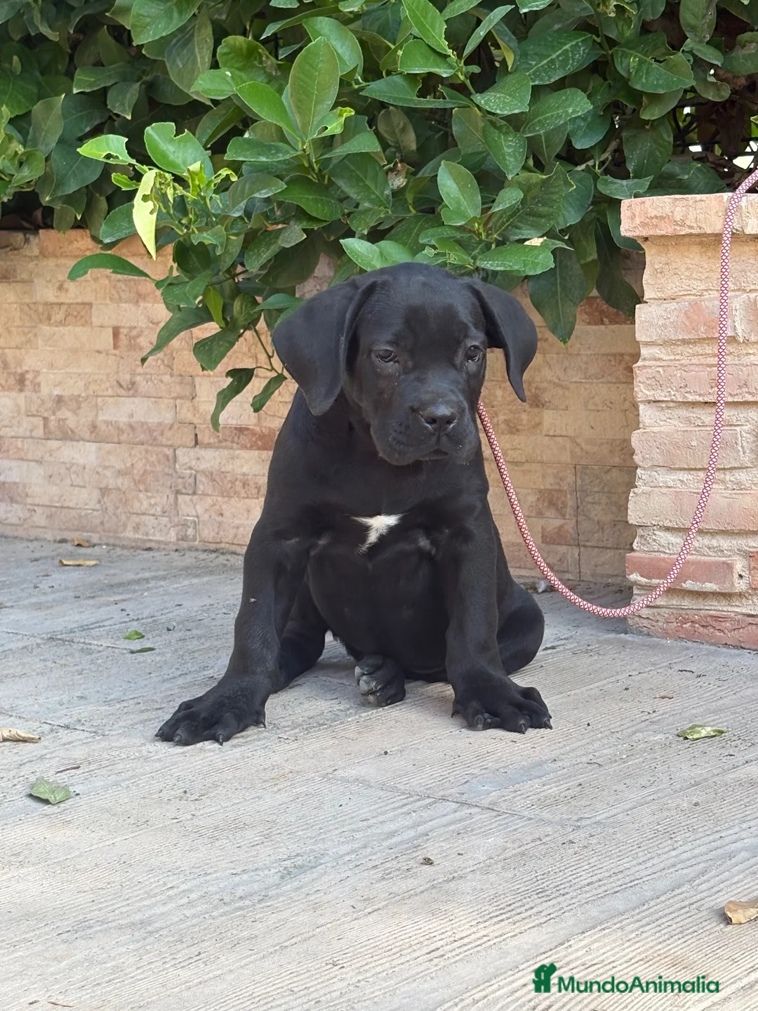 Cane Corso perros en venta: Cachorras de cane corso  - Anuncio 14