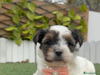 Yorkshire Terrier perros YORKSHIRE BIEWER HEMBRA - Anuncio 36