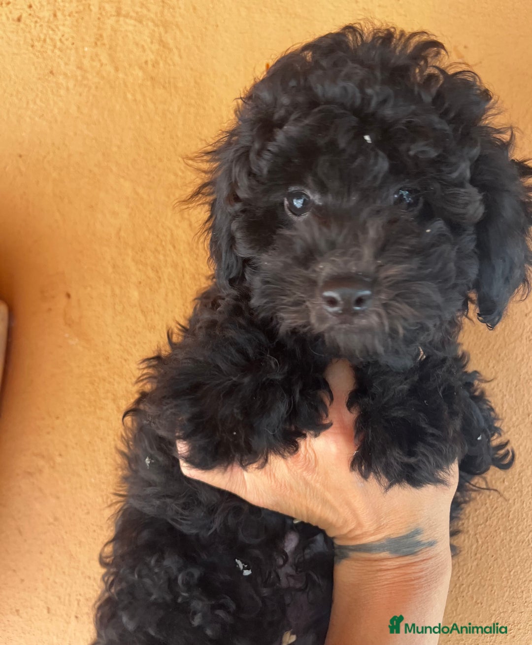 Caniche Toy perros en venta: Caniche negro  - Imagen 5