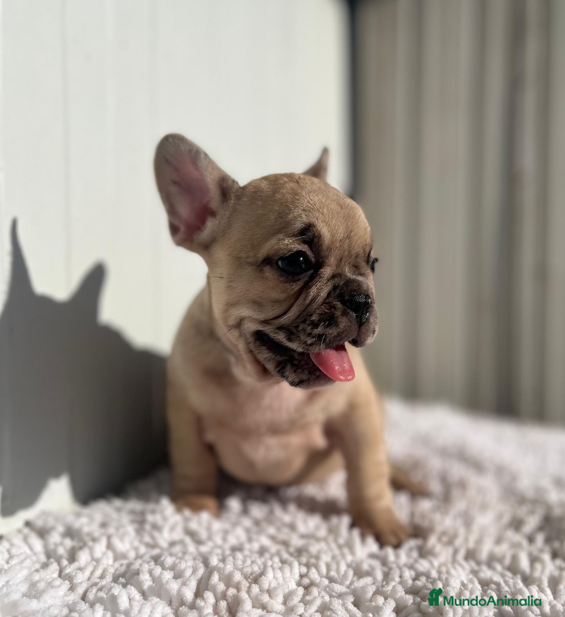 Bulldog Francés perros Última Bulldog francés hembra  - Anuncio 4