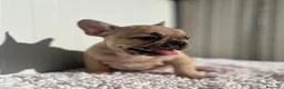 Bulldog Francés perros en venta: Última Bulldog francés hembra  - Anuncio 1