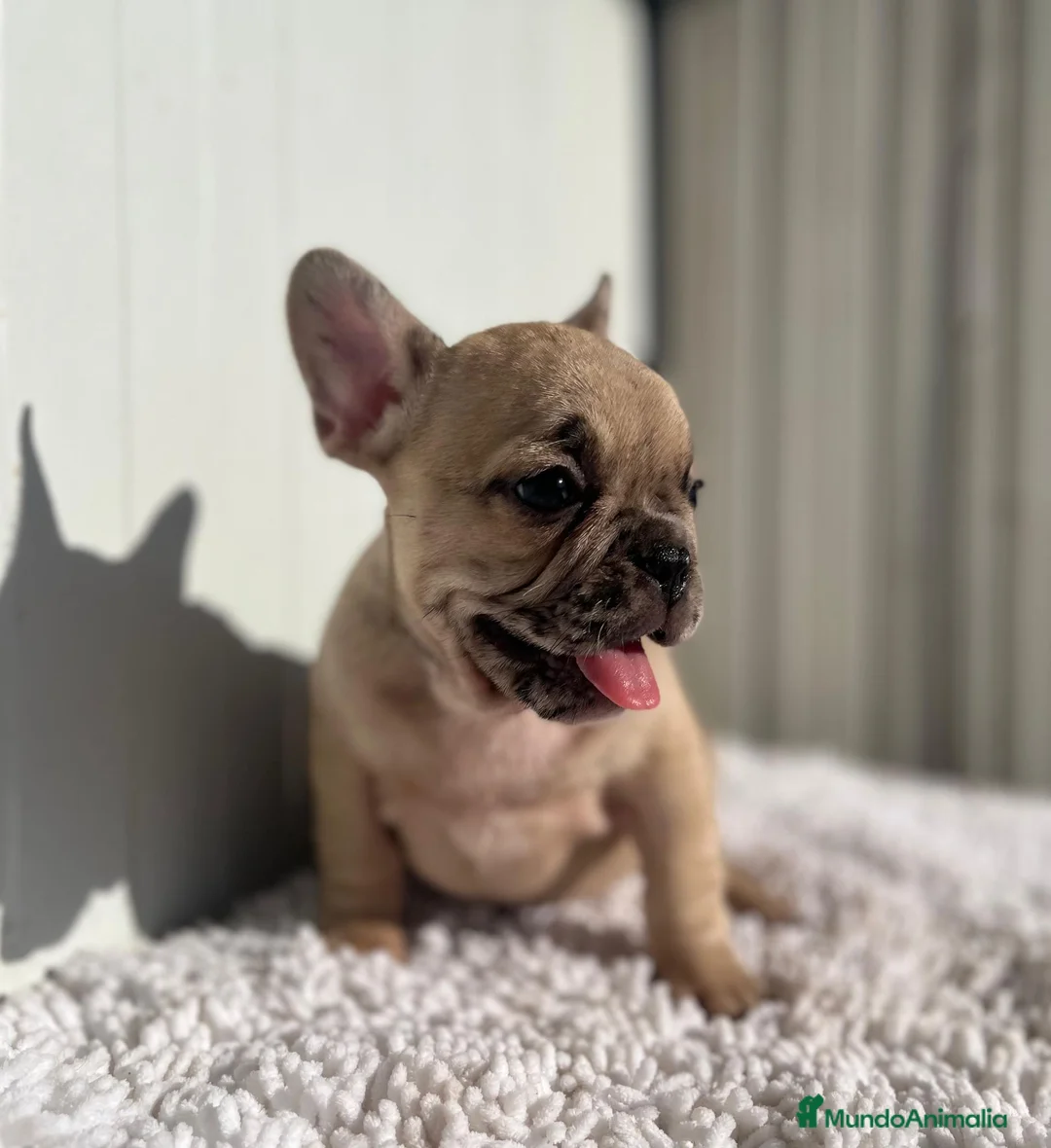 Bulldog Francés perros en venta: Última Bulldog francés hembra  - Anuncio 1