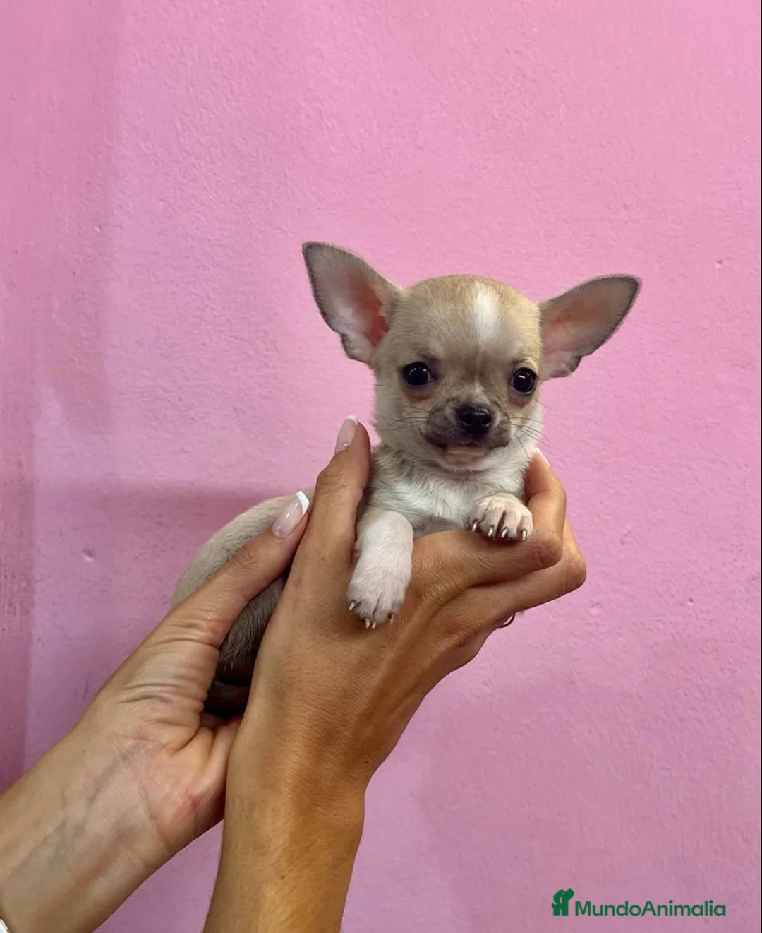 Chihuahua perros en venta: Preciosos Chihuahuas toy  en Barcelona - Anuncio 5