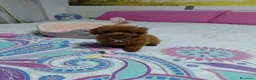 Caniche Toy perros en venta: Caniche hembra toy roja  - Anuncio 3