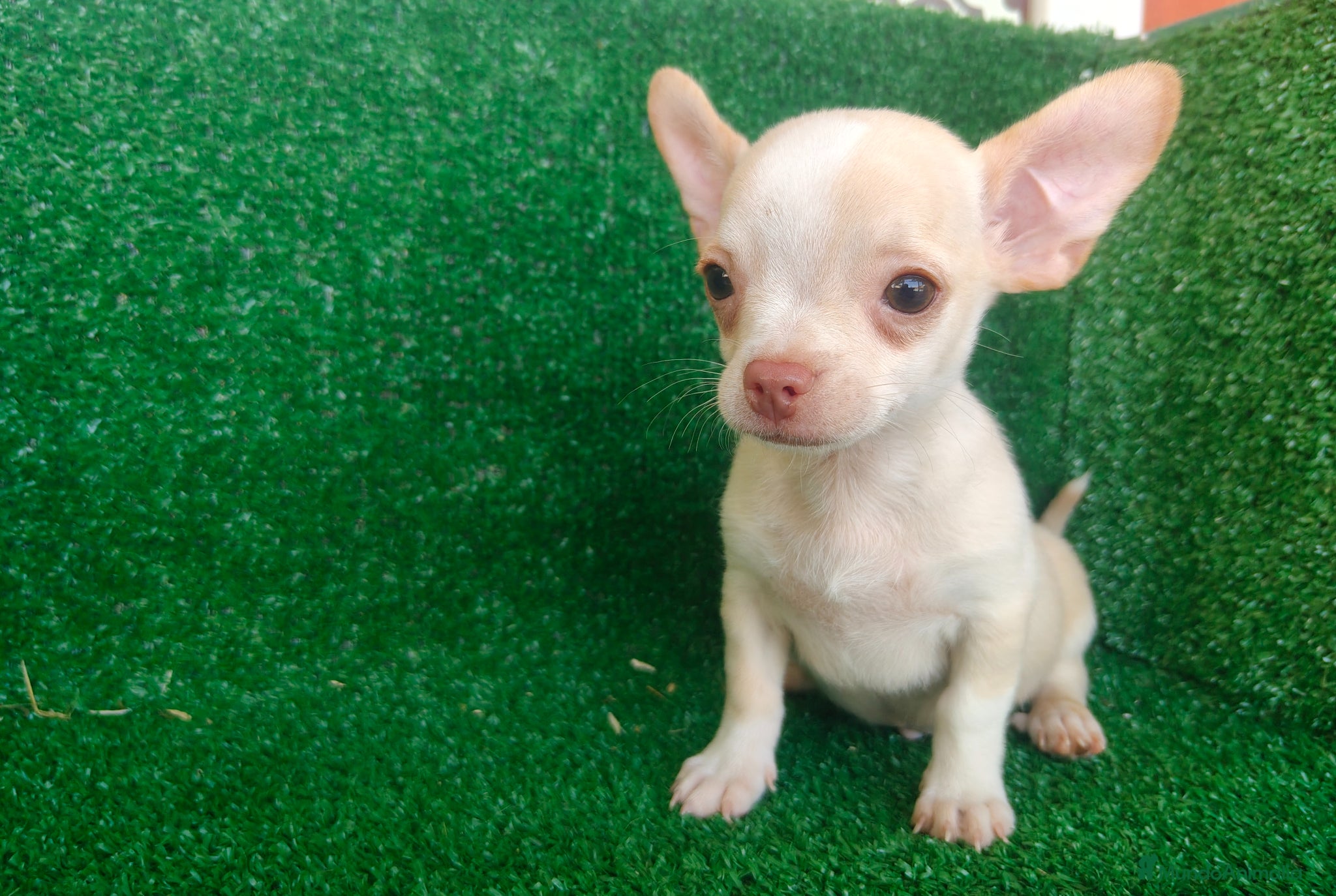 Chihuahua perros en venta: Chihuahua  - Anuncio 7