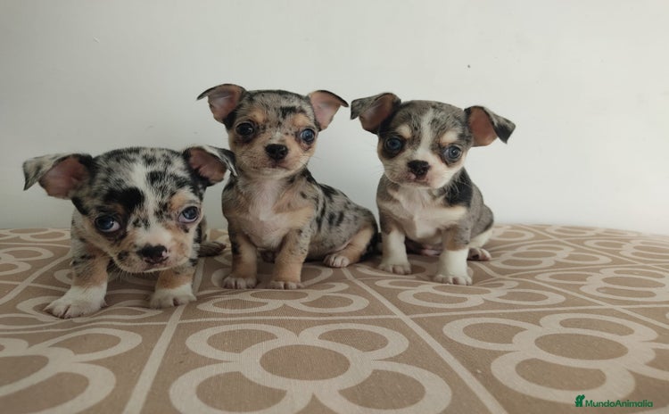 Chihuahua perros - Anuncio 3