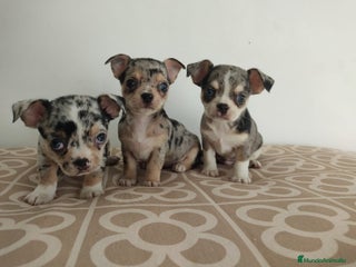 Chihuahua perros - Anuncio 19