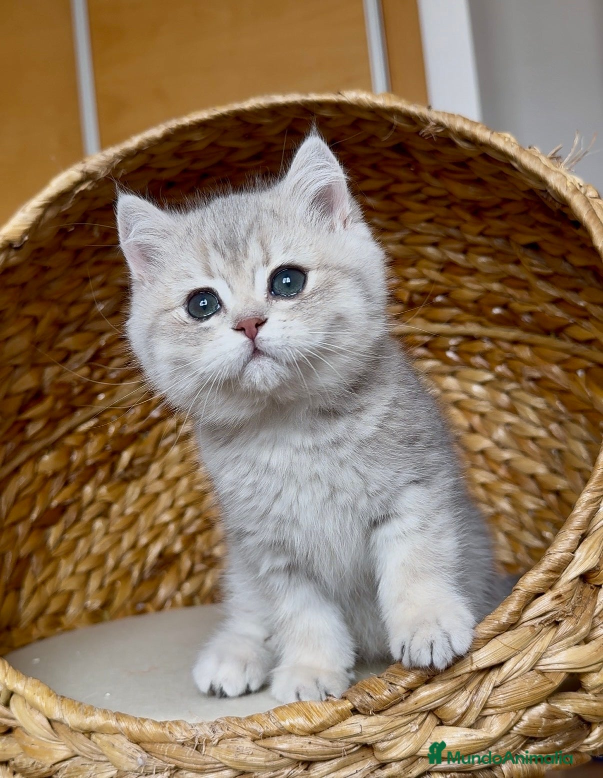 Británico de Pelo Corto gatos Hembrita British Shorthair  en Granada - Anuncio 1