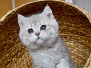 Británico de Pelo Corto gatos Hembrita British Shorthair en Granada - Anuncio 1