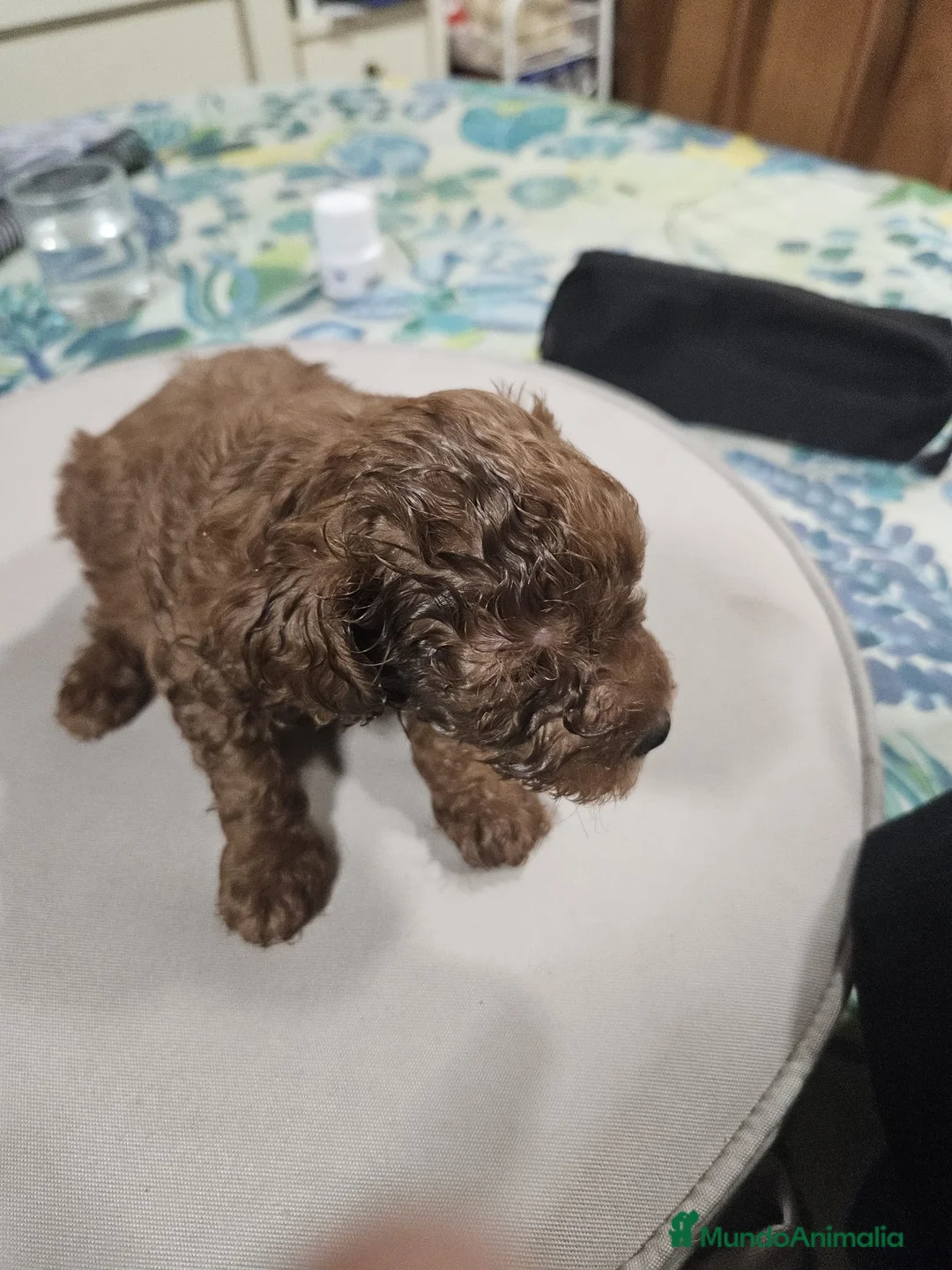 Caniche Toy perros en venta: Cachorrita de Caniche toy roja - Anuncio 5