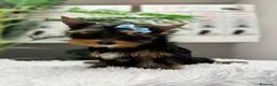 Yorkshire Terrier perros en venta: YORKSHIRE TERRIER  - Anuncio 15