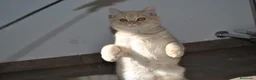 Scottish Straight gatos en venta: Gatos Scottish Straight-Fold  - Anuncio 23