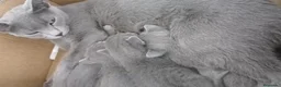 Azul Ruso gatos en venta: Camada de gatitos azul ruso - Anuncio 2