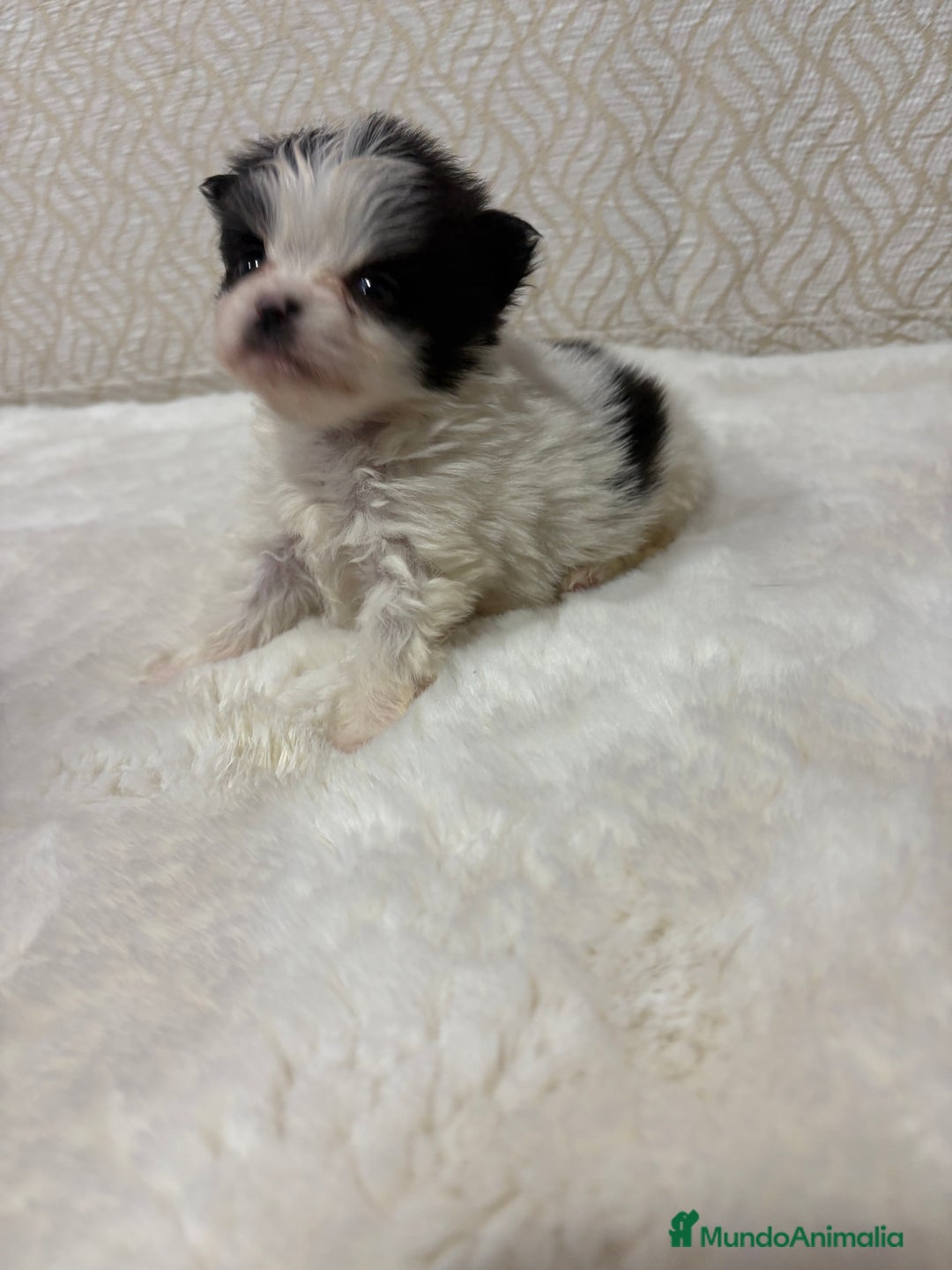 Pomerania perros en venta: Lulu Pomerania macho mini Toy color party - Anuncio 2