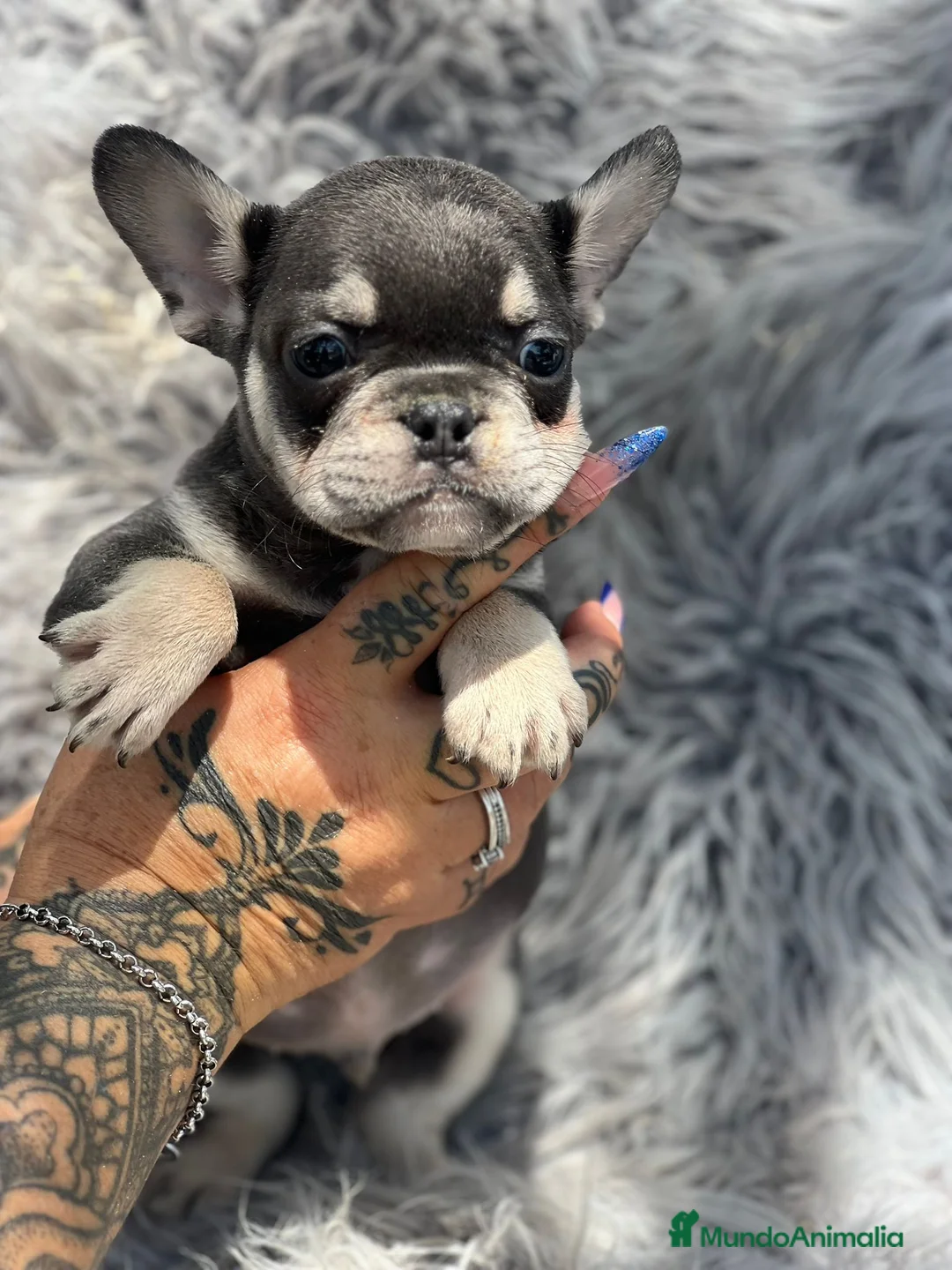 Bulldog Francés perros en venta: Bulldog francés blue and tan - Anuncio 2