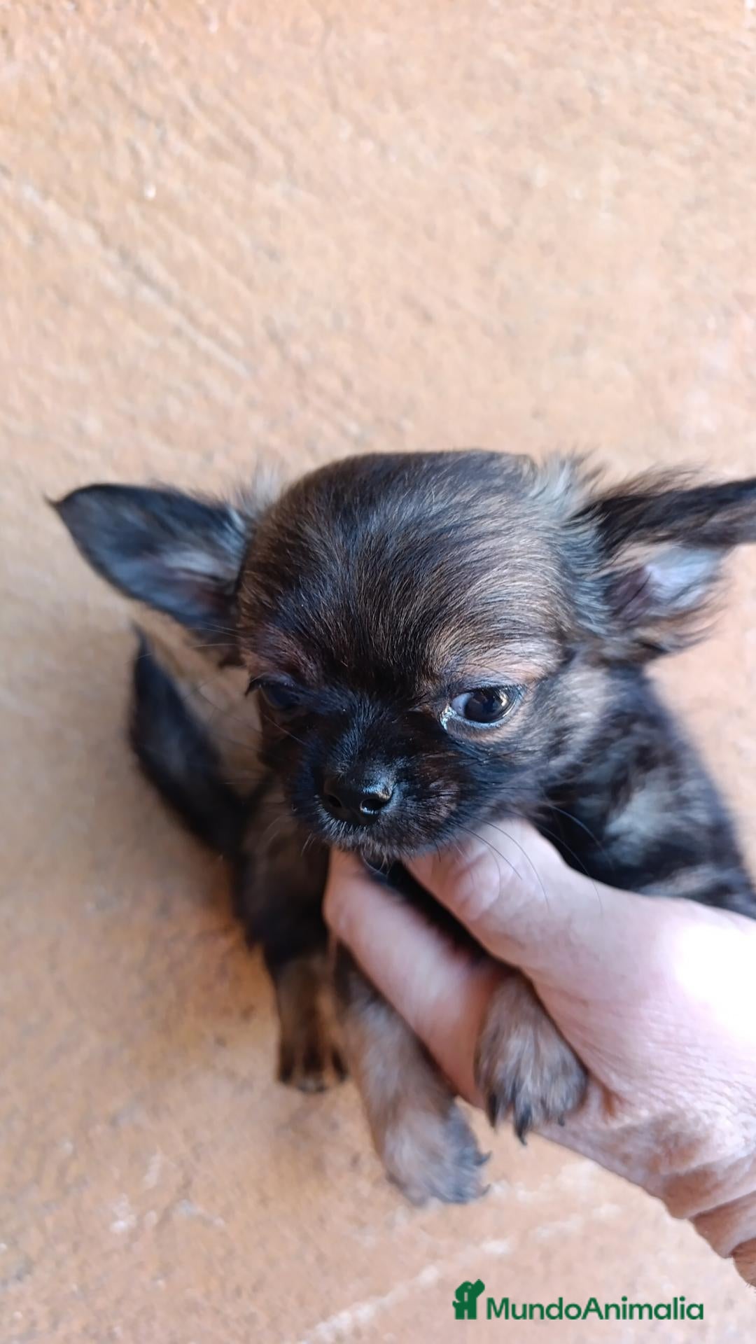 Chihuahua perros chihuahua pelo largo - Anuncio 7