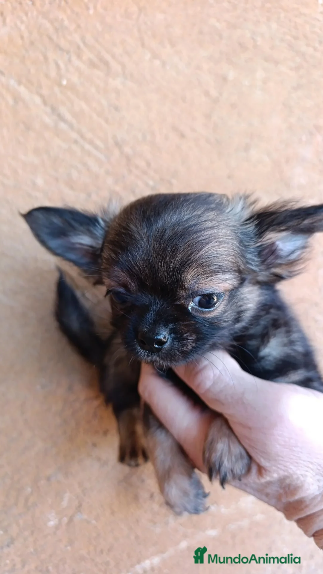 Chihuahua perros en venta: chihuahua pelo largo - Anuncio 1