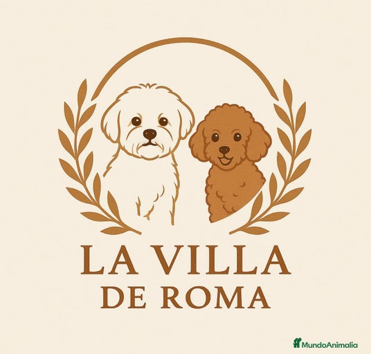 Imagen de galería {{count}}