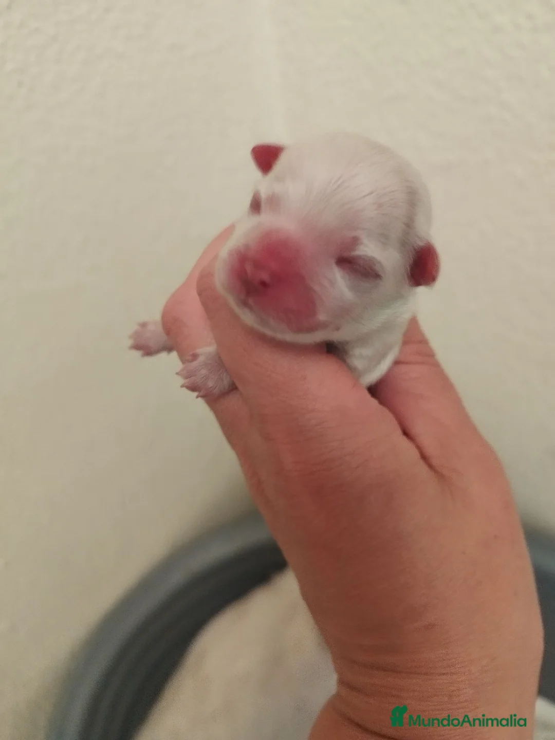 Bichón Maltés perros en venta: Bichón maltés  - Anuncio 2