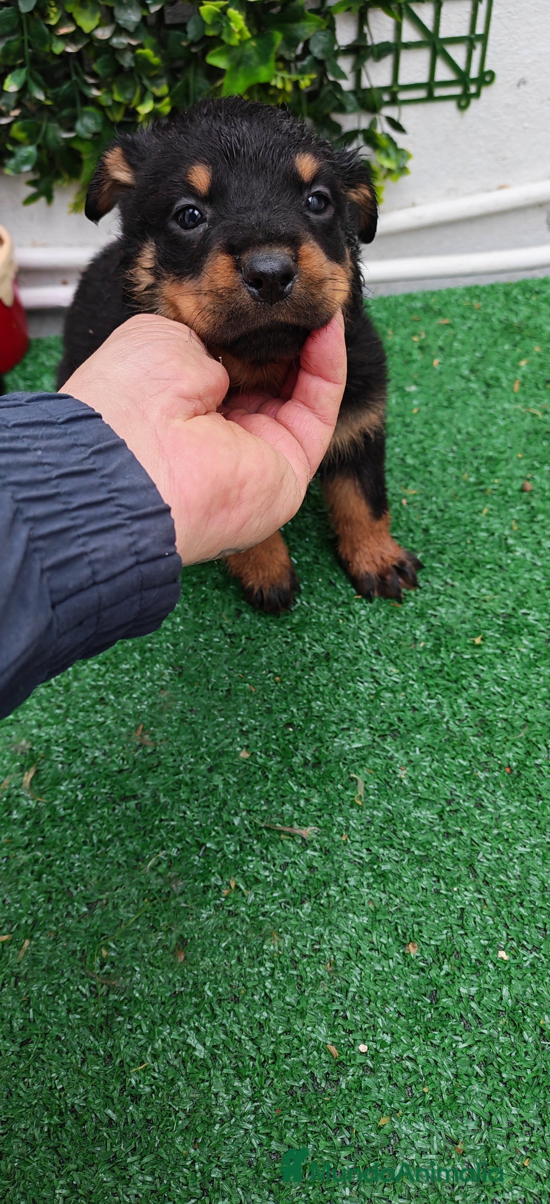 Rottweiler perros en venta: Camada de Rottwailer en Toledo - Anuncio 4