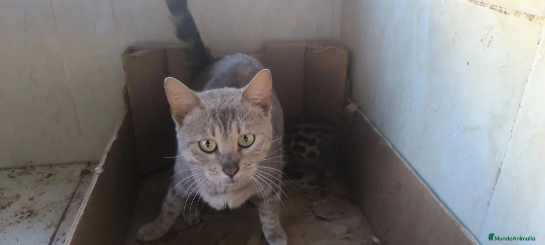 Bengalí gatos en venta: Camada preciosa BENGALÍ - Anuncio 10