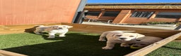 Labrador Retriever perros en venta: LABRADORES CREMA en Barcelona - Anuncio 3